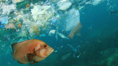 Marine pollution consumes plastic packaging’s ...