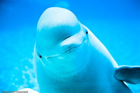 Marineland   Beluga Whales Hello! | Beluga Whale  Male ...