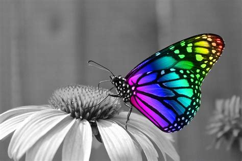 Mariposa Mariposas Insectos · Foto gratis en Pixabay