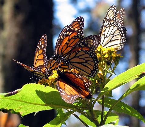 MARIPOSA MONARCA   AESPAC