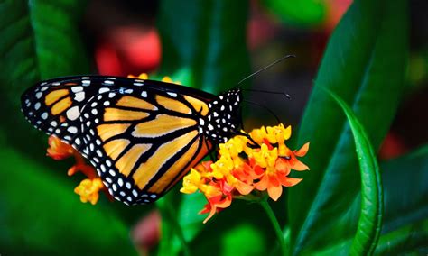 Mariposa monarca: características, hábitat, alimentación y ...
