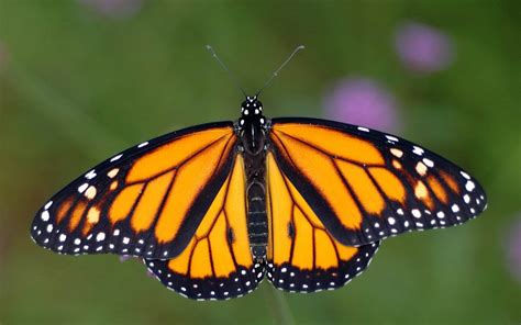 Mariposa monarca  Danaus plexippus
