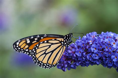 Mariposa monarca enfrenta riesgo de extinción