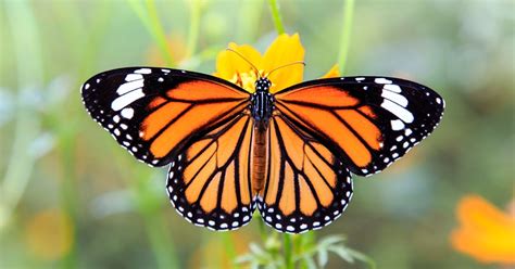 Mariposa monarca: la encantadora criatura que une a ...