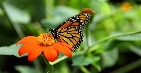 Mariposa monarca llega puntual a México para celebrar el ...