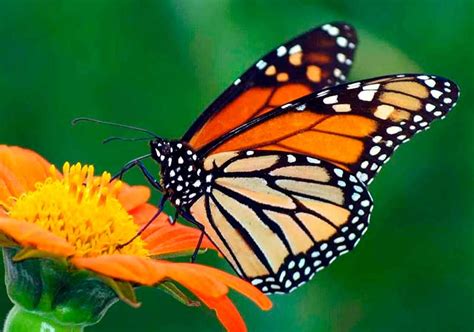 Mariposa monarca mantiene su arribo a santuarios de México