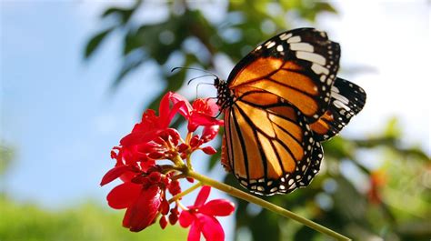 Mariposa Monarca: SANTUARIOS de Michoacán ya tienen fecha ...