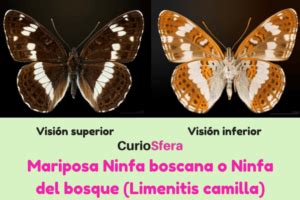 Mariposa Ninfa Boscana   Descripción y Características ️