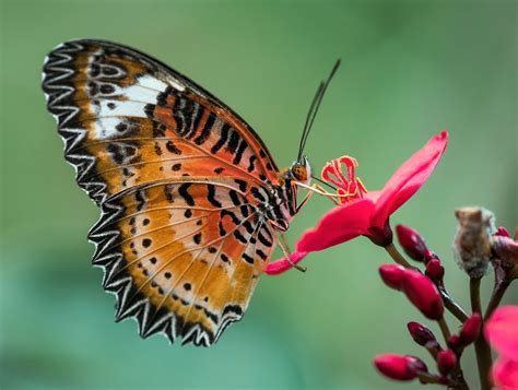 Mariposas Imágenes y Fotos para Descargar   Imágenes Gratis