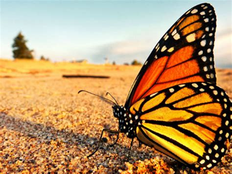 Mariposas monarca están atrasadas en su viaje a México