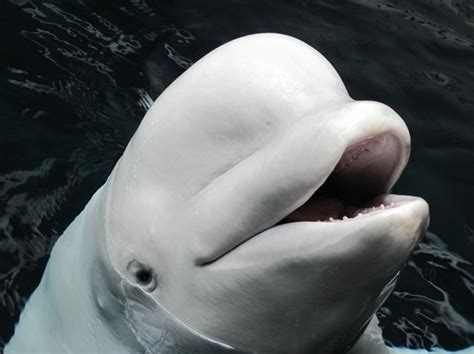 Maris, much loved beluga whale at Georgia Aquarium, dies
