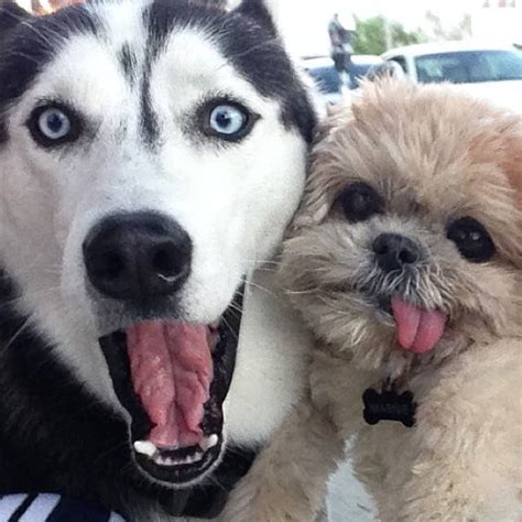 Marnie: cadela com língua de fora faz sucesso em fotos e ...