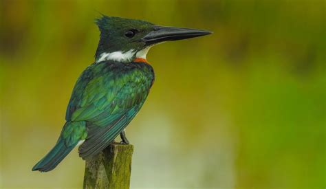 Martín pescador amazonico | Aves Exóticas