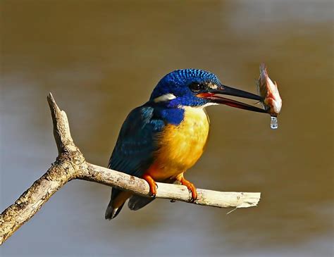 Martín pescador cobalto | Aves Exóticas