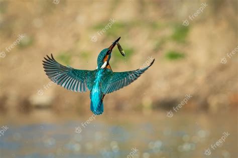 Martín pescador en vuelo con un pez en su pico volando ...