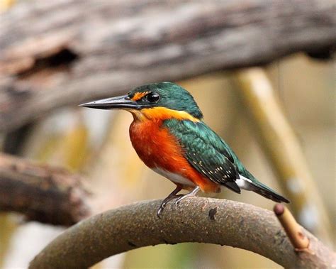 Martín pescador enano | Kingfisher, Kingfisher bird ...