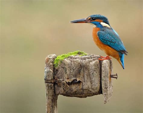 Martín Pescador | Fotos de aves