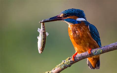 Martìn pescador   kingfisher wallpapers