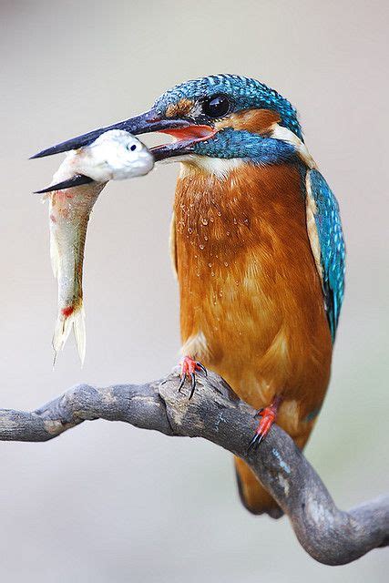 Martin Pescador | Most beautiful birds, Beautiful birds ...