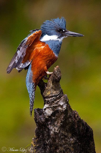 Martin Pescador | Nature birds, Kingfisher, Birds