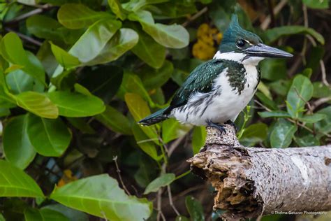 Martin Pescador Verde  Amazon Kingfisher  | This is female ...