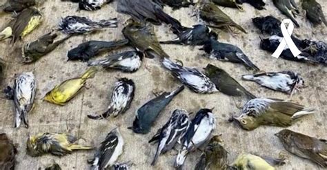 Más de 1.000 aves sin vida aterrizan sobre las calles de la ciudad ante ...