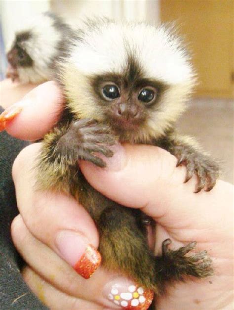 Más de 25 ideas increíbles sobre Mono capuchino a la venta ...