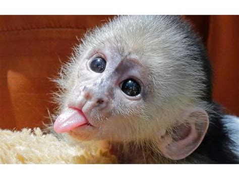 Más de 25 ideas increíbles sobre Mono capuchino a la venta ...