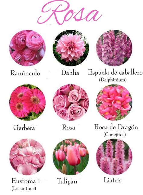 Más de 25 ideas increíbles sobre Nombres de flores en Pinterest ...