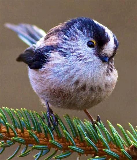 Más de 25 ideas increíbles sobre Pájaros bonitos en Pinterest | Pájaros ...