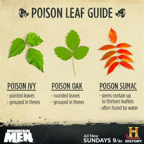 Más de 25 ideas increíbles sobre Poison leaves en ...