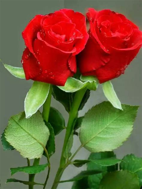 Más de 25 ideas increíbles sobre Rosas rojas en Pinterest | Rojo, Rosas ...