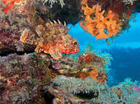 Más de 40 especies de peces amenazadas en el Mediterráneo ...