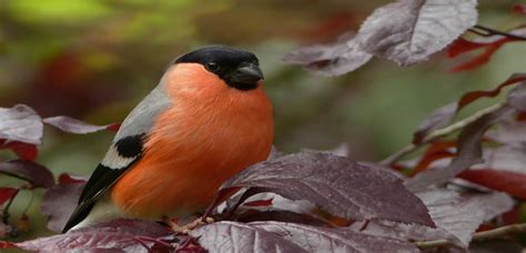 Más de 663 especies de aves habitan en Cundinamarca ...