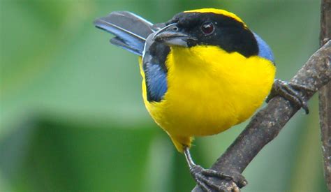 Más de 70 especies de aves colombianas están en riesgo de extinción