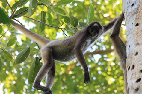 Más de la mitad de especies de monos tienen algún grado de ...