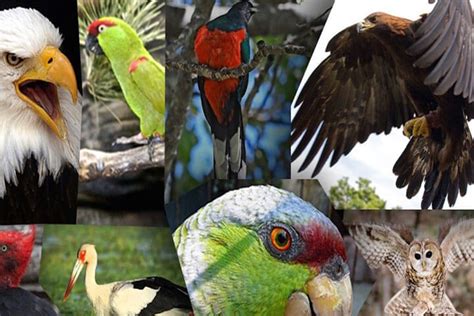 Más del 50% de aves de México están en peligro de extinción ...
