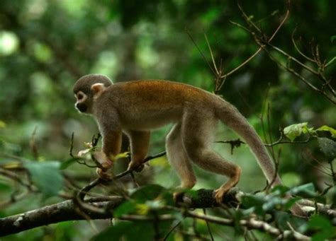 Más información sobre el mono | Informacion sobre animales