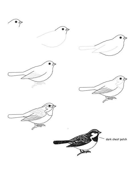 Más reciente Sin cargo aves dibujos de Estrategias,Cómo dibujar un ...