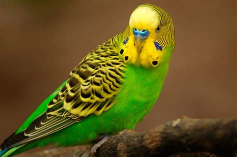 Mascotas  com imagens  | Periquito, Periquito australiano, Papagaio
