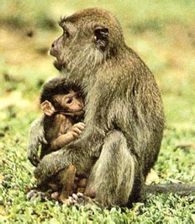 mascotas: Ministerio Medio Ambiente : El triste destino de los monos ...