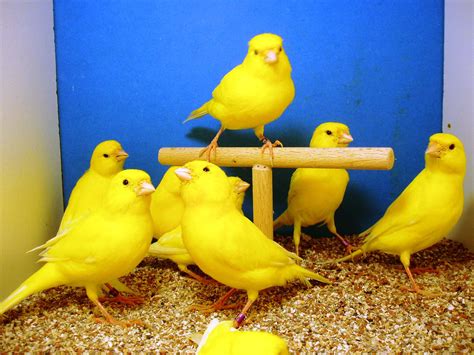 Masqueaves: AVES: Mutaciones en canarios I