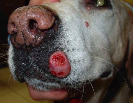 Mast cell tumor Dog