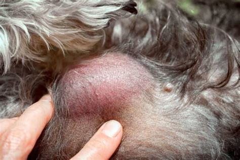 Mastocitoma en perros   SÍNTOMAS y ESPERANZA DE VIDA