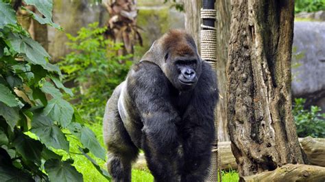 Matan a gorila en zoológico de Ohio para salvar a menor de edad. | Tele 13