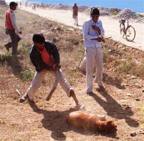 Matanza masiva de perros en la India  fotos fuertes  | El ...