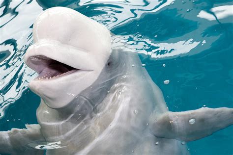 Mauyak, 37 Year Old Beluga Whale at Shedd Aquarium, is ...