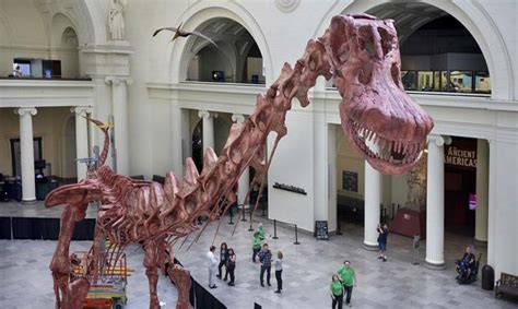 Máximo, el mayor dinosaurio descubierto, se expondrá en ...