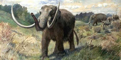 Maybe Humans Didn t Drive Mastodons To Extinction | HuffPost