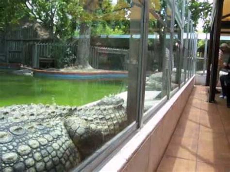 McDonald s e os crocodilos / Zoológico de Lisboa   YouTube